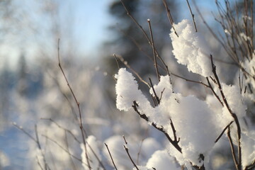 snow covered branches