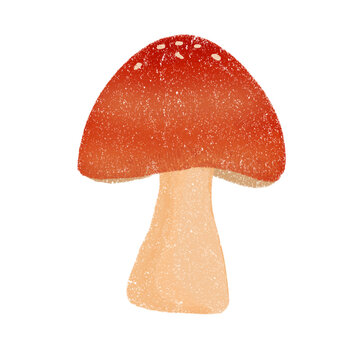 Jackson's Slender Amanita Mushroom Illustration In Crayon Style