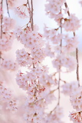 満開の枝垂れ桜のクローズアップ