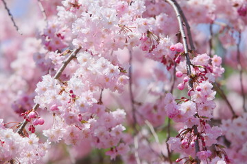 八重咲きの枝垂れ桜
