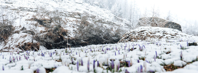 Crocuses under the snow.Beautiful background with delicate flowers and snowflakes. Purple spring...