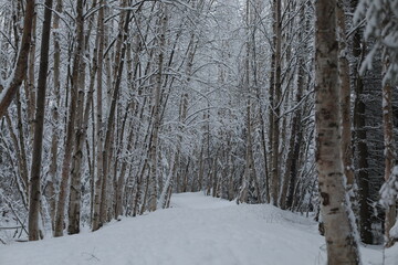forest in winter