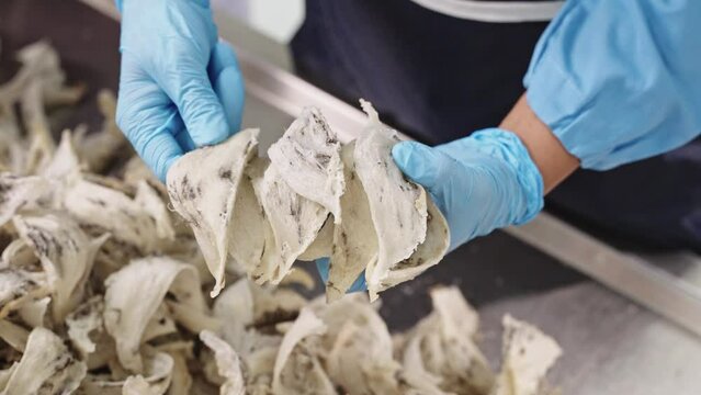 workers wearing gloves are sorting swiftlet nests. Raw edible bird's nest materials for tradition chinese medicine.
