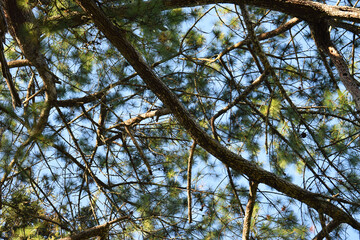 Ramas de árbol sobre un fondo de cielo azul, atardecer en San Lucas Sacatepéquez. Guatemala.
