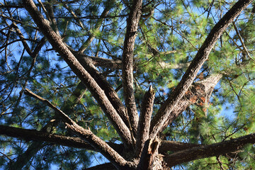 Árbol en el bosque.