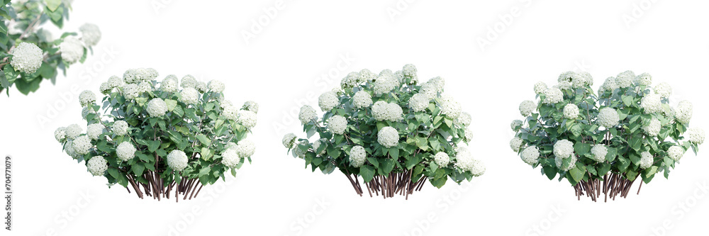 Poster hydrangea arborescens isolate transparent background.3d rendering png