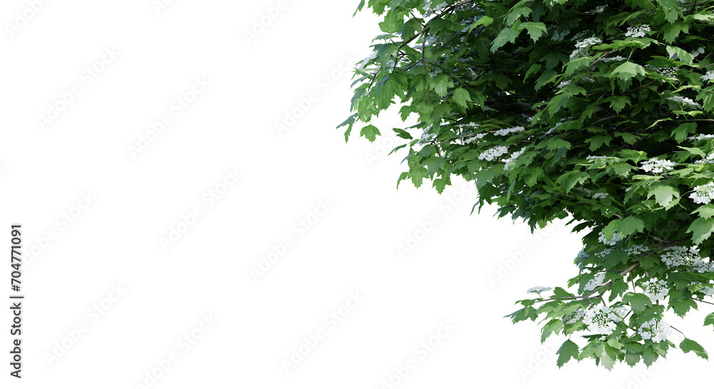 Poster viburnum opulus isolate transparent background.3d rendering png