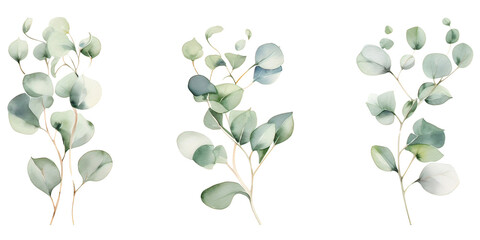 Watercolor silver dollar eucalyptus with round leaves and branches - obrazy, fototapety, plakaty