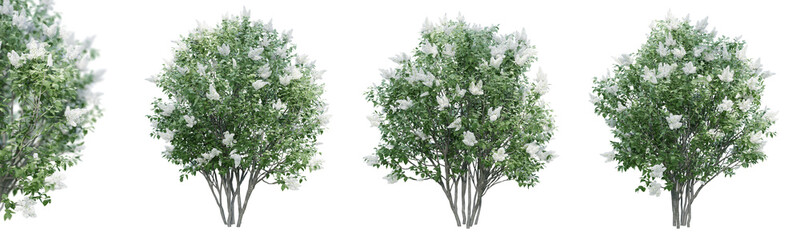 Lilac flowering isolate transparent background.3d rendering PNG - obrazy, fototapety, plakaty