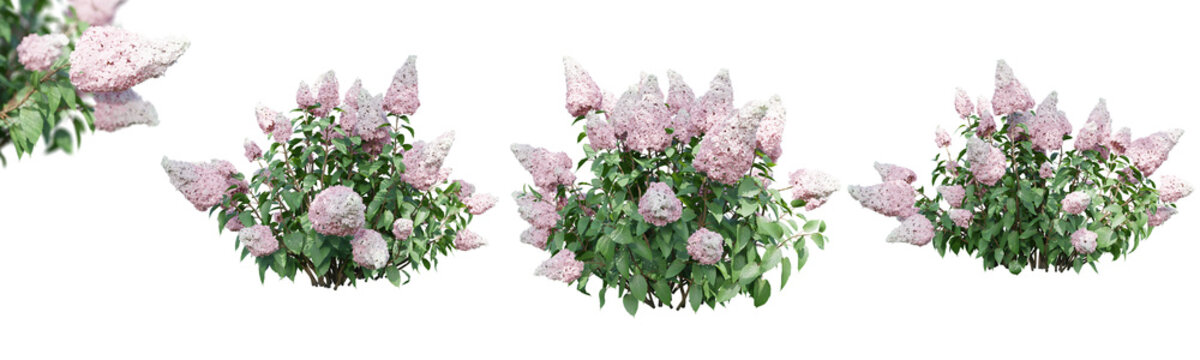 Hydrangea paniculata isolate transparent background.3d rendering PNG
