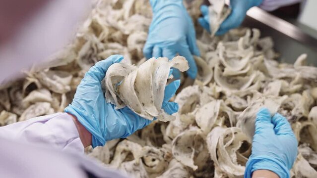 workers wearing gloves are sorting swiftlet nests. Raw edible bird's nest materials for tradition chinese medicine.