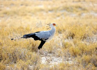 Secretary bird4