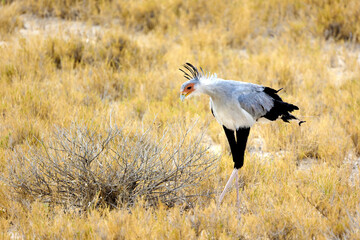 Secretary bird3