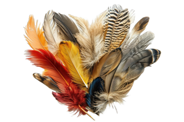 collection of various feathers arranged artistically