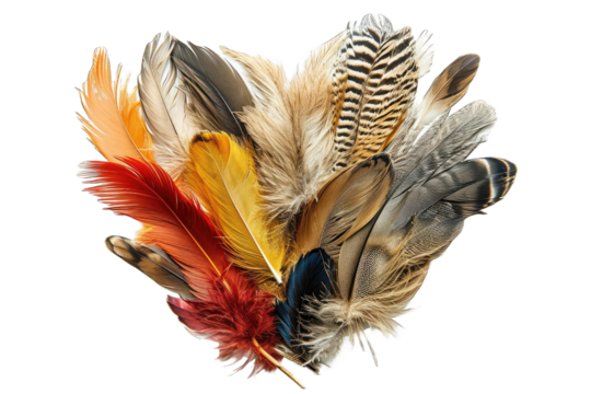 collection of various feathers arranged artistically
