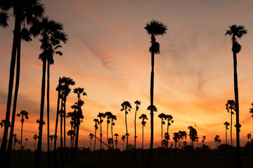 Sunrise landscape with sugar palm trees on the paddy field in morning.