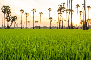 Sunrise landscape with sugar palm trees on the paddy field in morning.