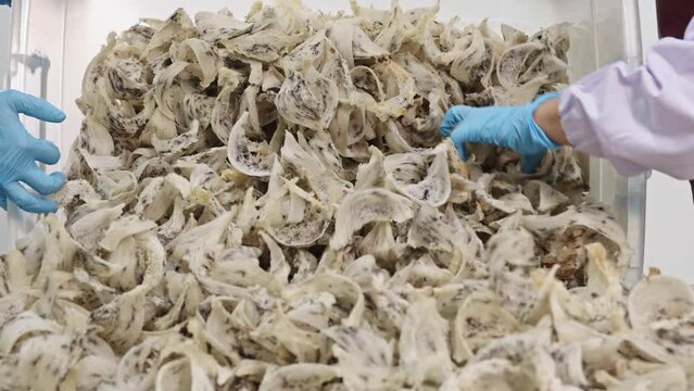 workers wearing gloves are sorting swiftlet nests. Raw edible bird's nest materials for tradition chinese medicine.