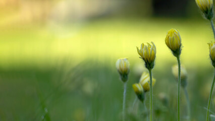 Yellow daisies against the blurred green background - obrazy, fototapety, plakaty