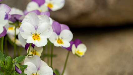 Vibrant array of purple and white pansy flowers