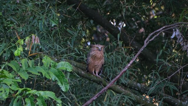 Looking forward and then flies away, Buffy Fish Owl Ketupa ketupu, Thailand