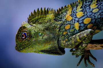 Dragon forest lizard on a branch