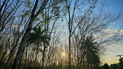 Rubber trees deciduous in the autumn season during leaf fall. Sunset with Rubber trees without leaves in Autumn at Thailand. Rubber plantation