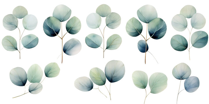 Watercolor silver dollar eucalyptus set. Hand painted floral illustration with round leaves and branches isolated  
