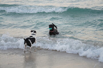 Beach friends 