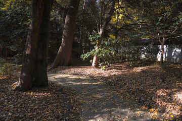 the Earth covered with yellow autumn leaves Nov 29 2023