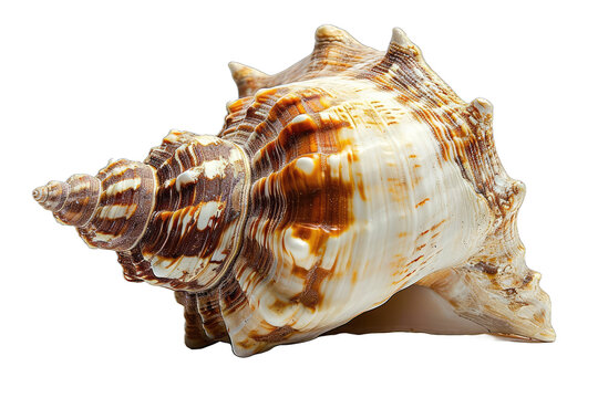 seashell has an intricate design with spiral ridges and patterns