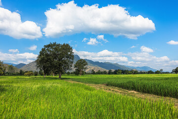 The rice fields are full, waiting to be harveste under blue sky. Farm, Agriculture concept.