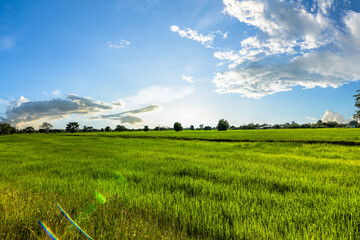The rice fields are full, waiting to be harveste under blue sky. Farm, Agriculture concept.