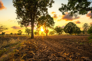Plowing the land to prepare for planting cassava during sunset. Farm and agriculture concept.