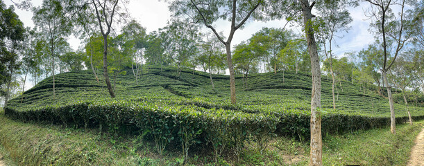 Panoramic View of Tea Estate in Sylhet, Bangladesh-2