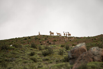 Guanaco (Lama Guanicoe) - Torres Del Paine National Park, Chile © Sizhu