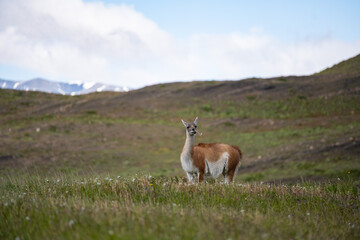 Guanaco (Lama Guanicoe) - Torres Del Paine National Park, Chile