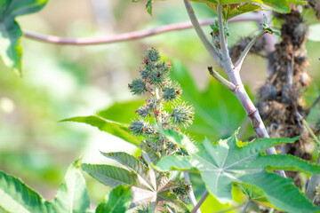 Ricinus communis, the castor bean or castor oil plant, Green seeds Castor oil plant, Herbs