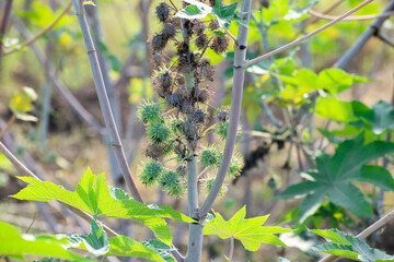 Ricinus communis, the castor bean or castor oil plant, Green seeds Castor oil plant, Herbs