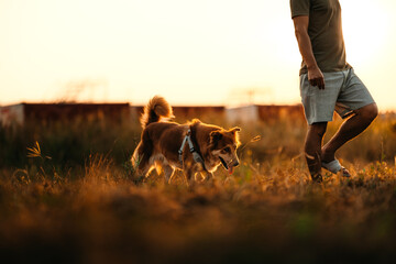 dog happy walks on the meadow with its owner during sunset. Pet and family concept.