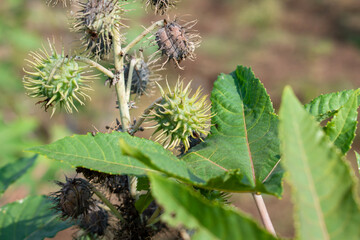 Ricinus communis, the castor bean or castor oil plant, Green seeds Castor oil plant, Herbs