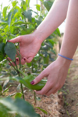Naklejka na ściany i meble A woman's hand holding a green paprika in the greenhouse closeup 