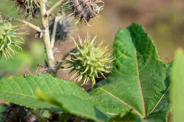 Ricinus communis, the castor bean or castor oil plant, Green seeds Castor oil plant, Herbs