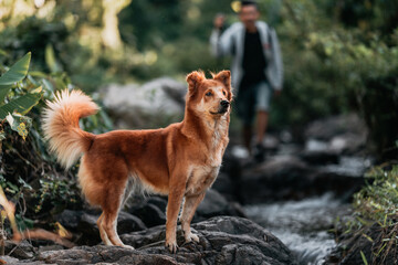 A dog excited to adventure with Hikers walk on rocks in the stream flowing from the waterfall in the forest.