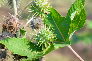 Ricinus communis, the castor bean or castor oil plant, Green seeds Castor oil plant, Herbs
