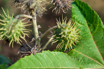 Ricinus communis, the castor bean or castor oil plant, Green seeds Castor oil plant, Herbs