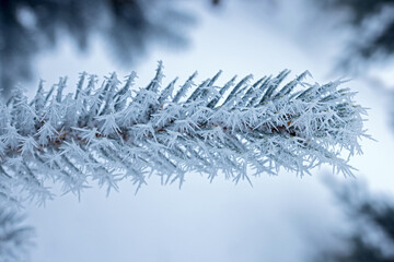 Horizontal branch of a blue spruce in frost, close-up, blurred background