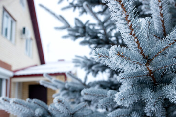 Branches of a blue spruce in frosty frost close-up on the background of a village house