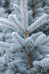 A branch of a blue spruce in frosty frost in close-up. Winter day before Christmas