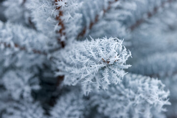 A bud and needles on a branch of a blue spruce in a frosty frost close-up. Winter day before Christmas